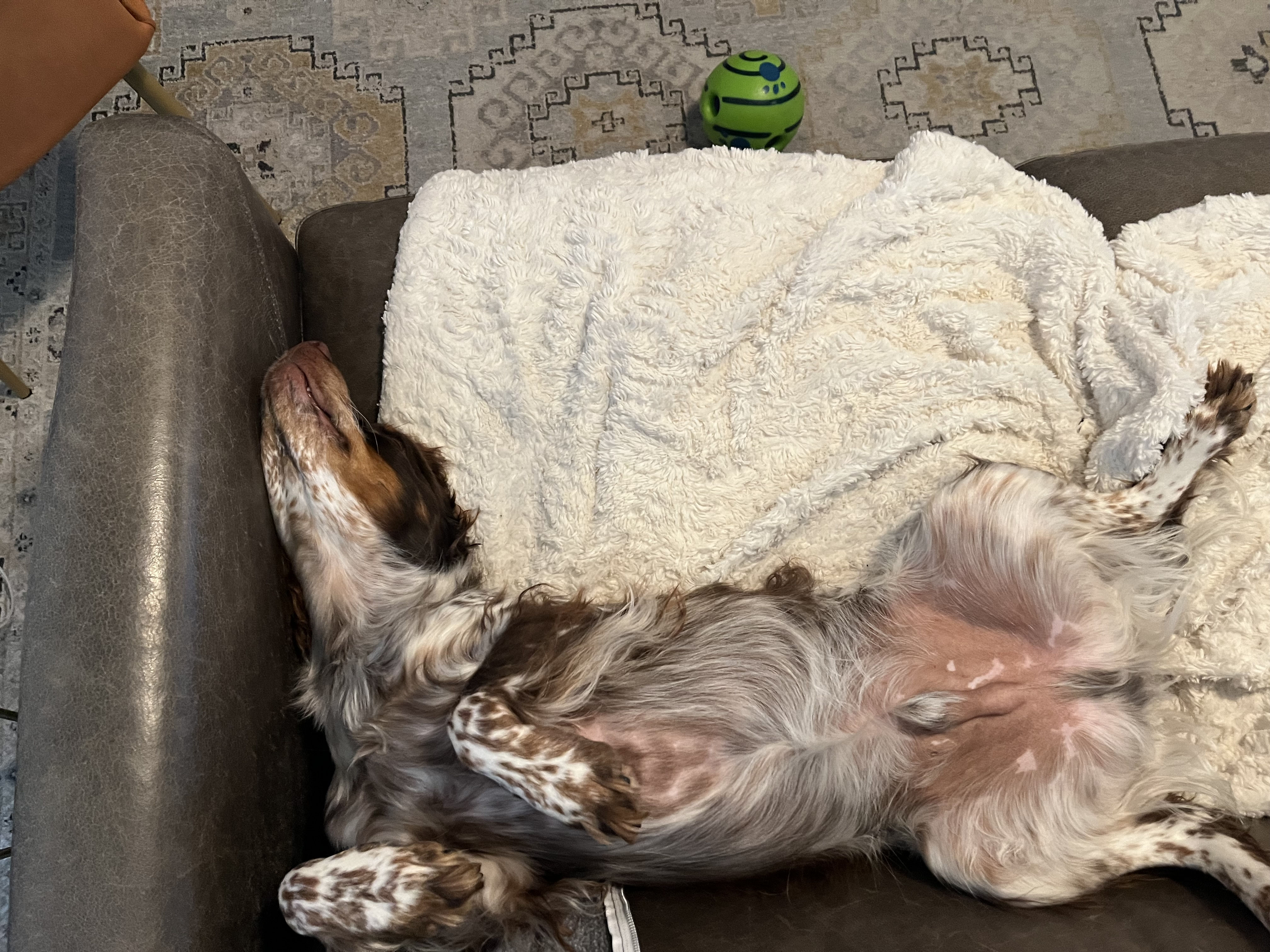 Reese the dog