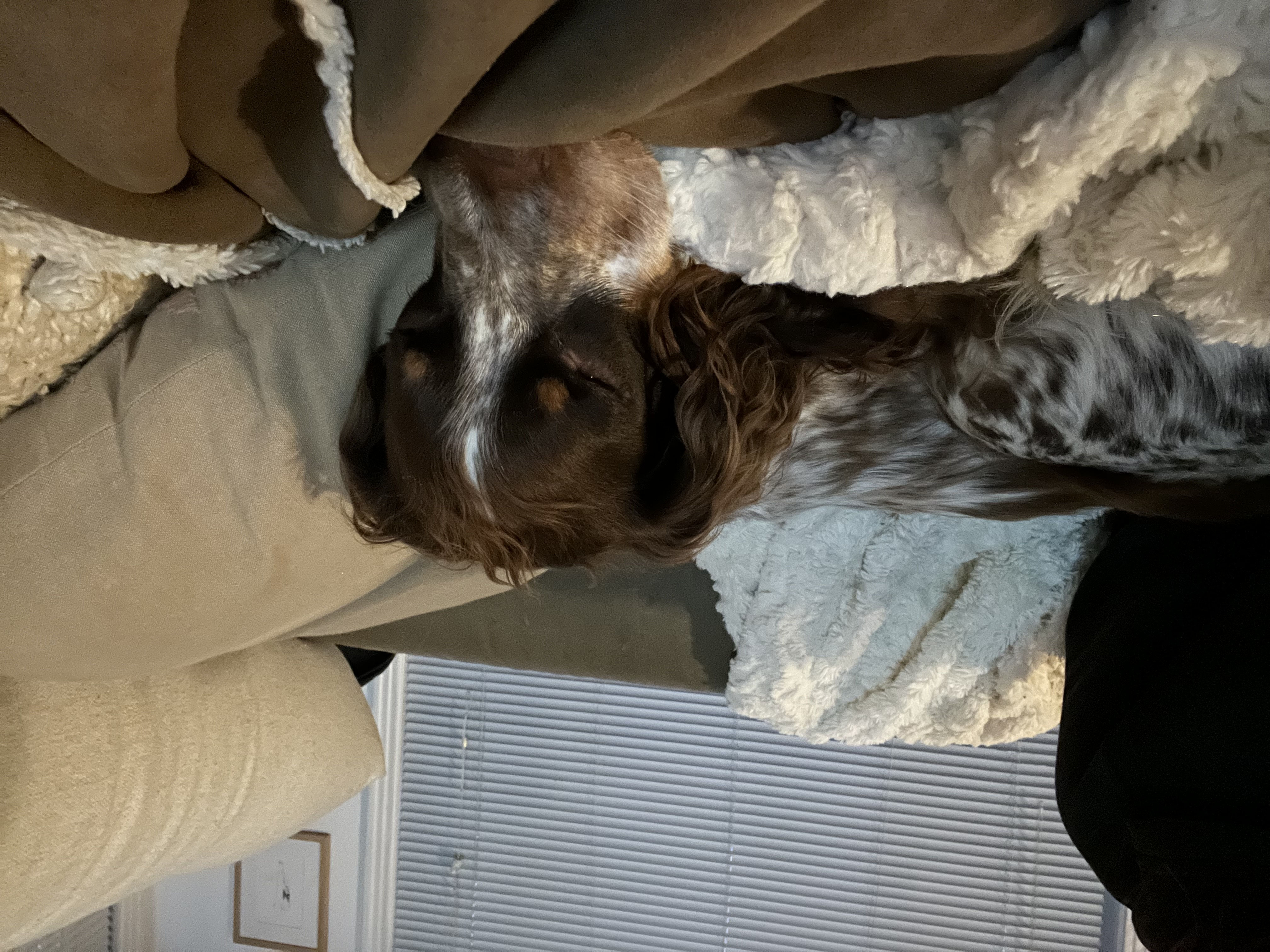 Reese the dog